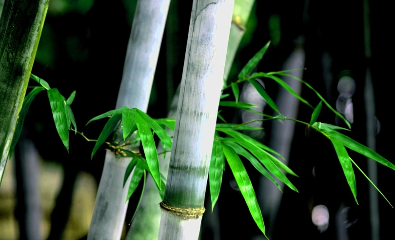 葉脈辨識 葉脈辨識