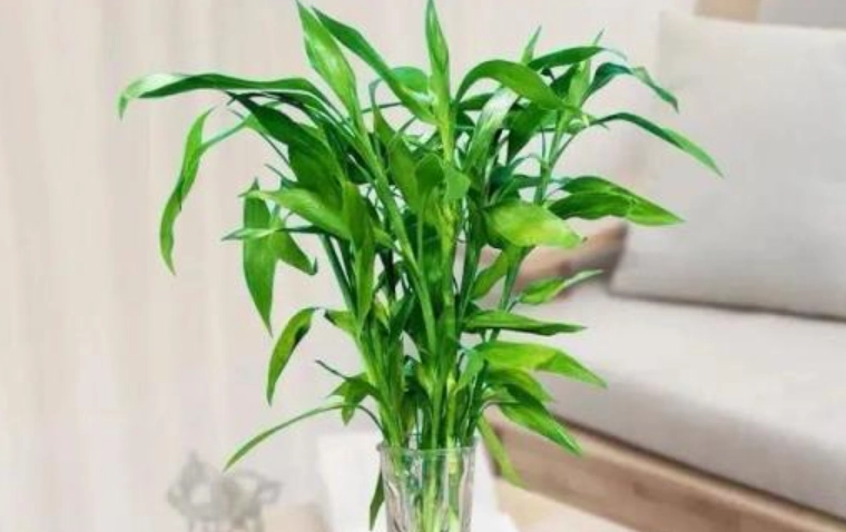 室內植物淨化空氣