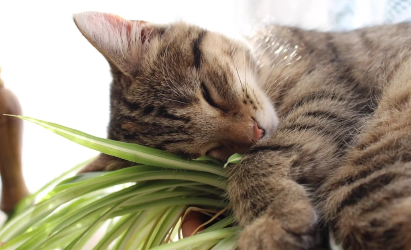 對貓無毒的植物