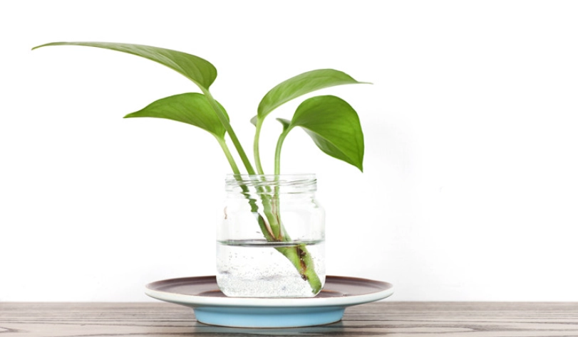 水耕注意事項 水耕注意事項