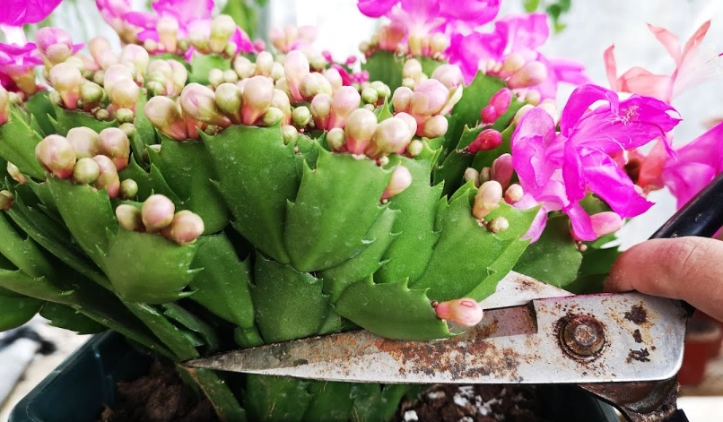 蟹爪蘭修剪時間 蟹爪蘭修剪時間