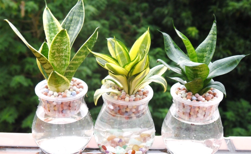 水耕植物養護 水耕植物養護