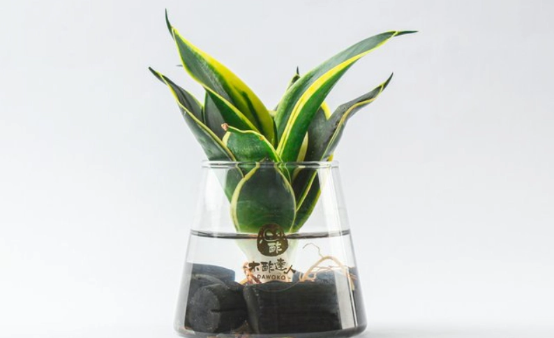 室內植物水耕 室內植物水耕