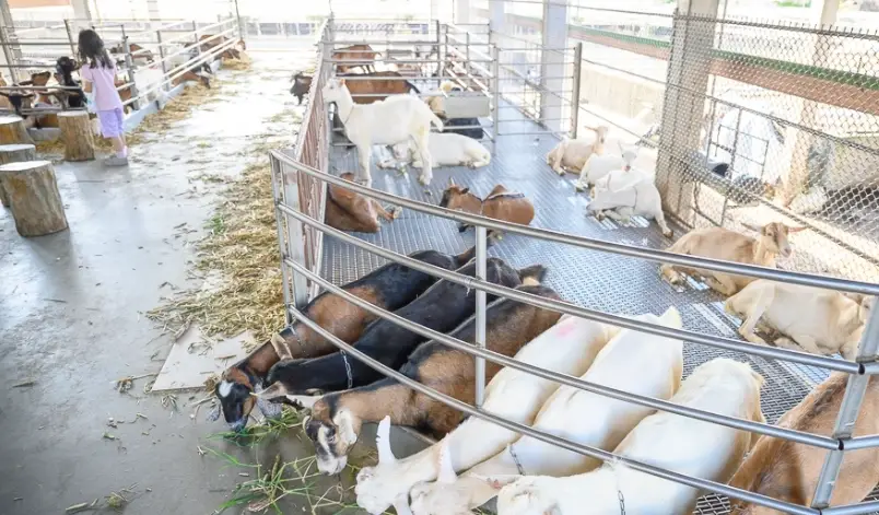 農場體驗 農場體驗