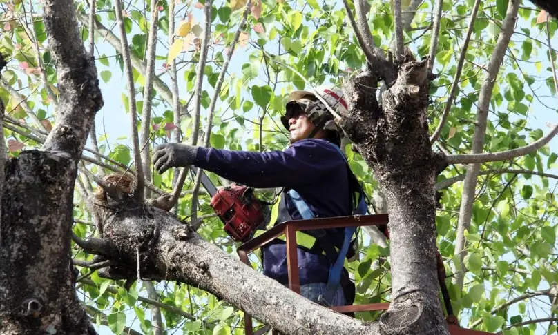 修剪樹木季節 修剪樹木季節