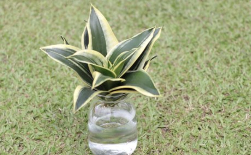 水耕植物養護 水耕植物養護