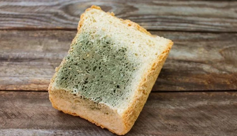 食物發霉還能吃嗎