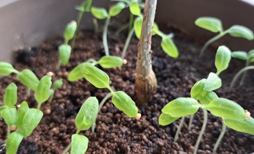 燈籠果種植方法