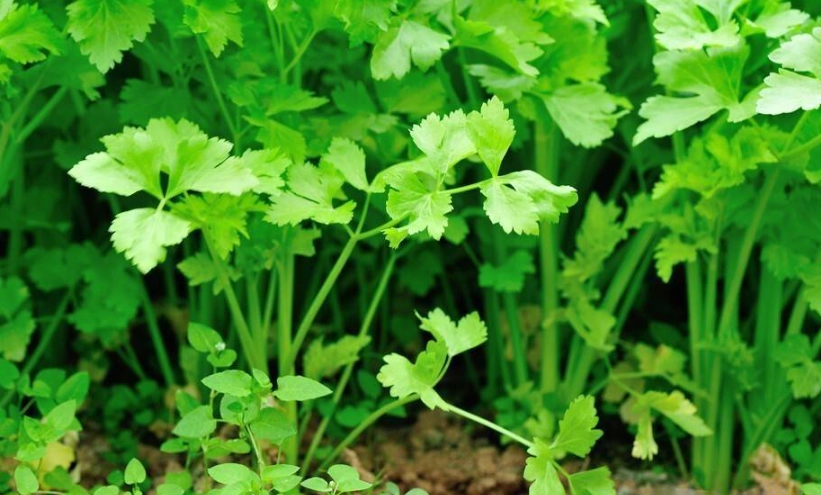 香菜徒長原因 香菜徒長原因