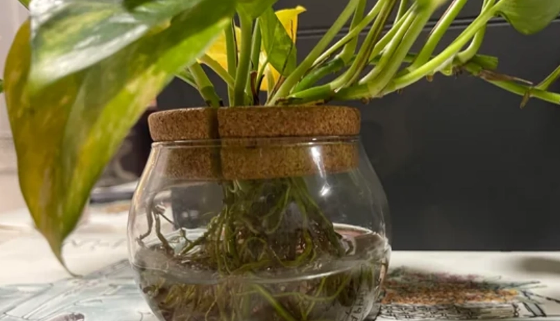 水培黃金葛 黃葉