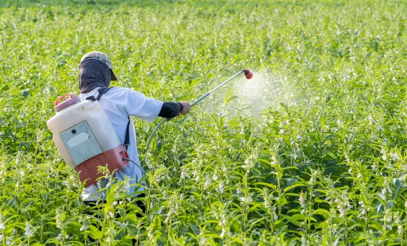 缺硼 症狀 缺硼 症狀