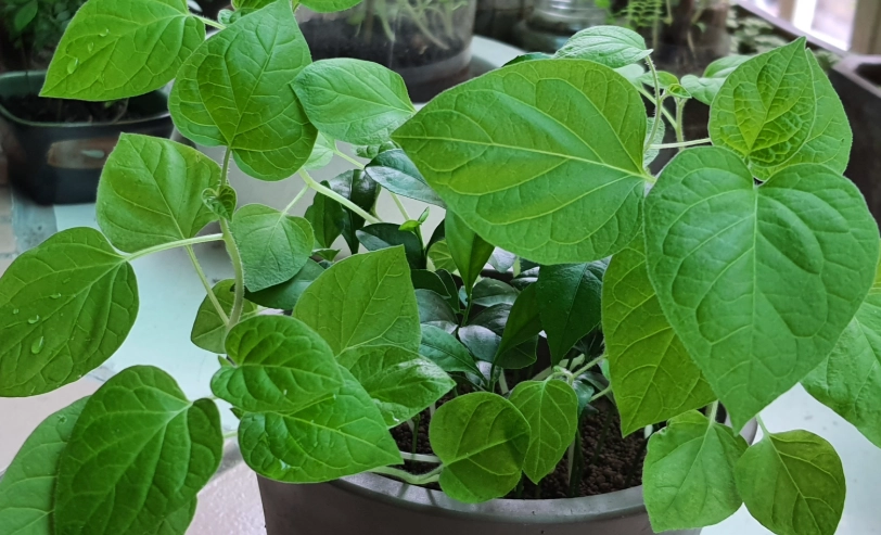 燈籠果種植方法