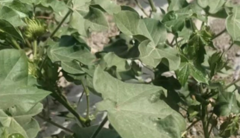 硼 植物 作用 硼 植物 作用