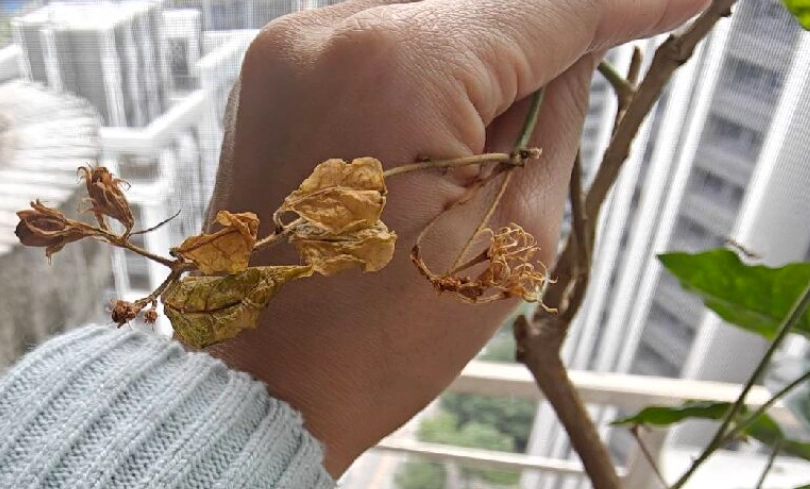 茉莉花葉子變黃