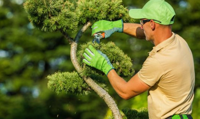 果樹修剪時間 果樹修剪時間