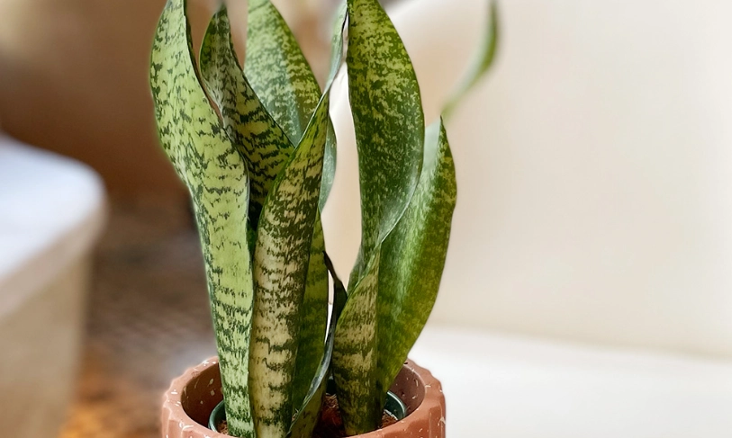 虎尾蘭修剪 虎尾蘭修剪