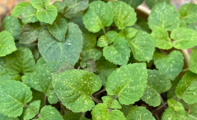 薄荷葉蟎處理方法 薄荷葉蟎處理方法