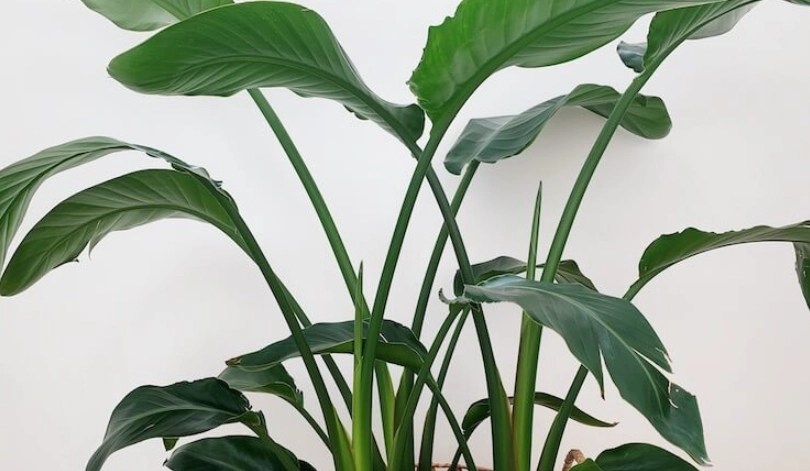 天堂鳥葉子捲曲