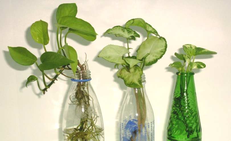 水耕植物照顧 水耕植物照顧