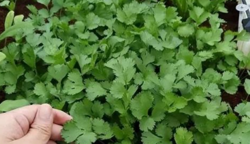 香菜徒長原因 香菜徒長原因