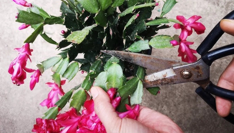 蟹爪蘭如何修剪 蟹爪蘭如何修剪