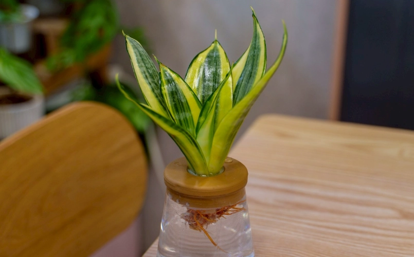 室內植物水耕 室內植物水耕