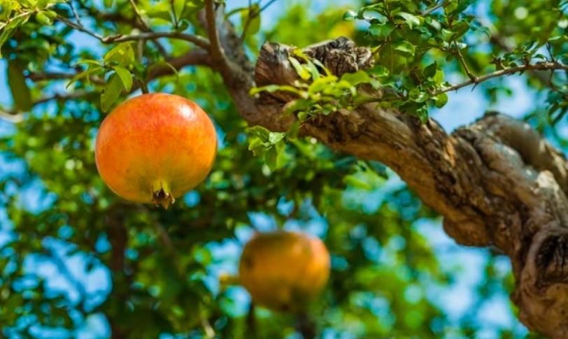 門前種樹風水 門前種樹風水