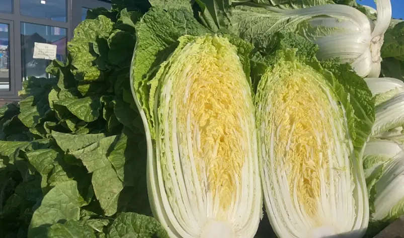 白菜變黃原因與解決方法：防止葉菜黃化的實用指南