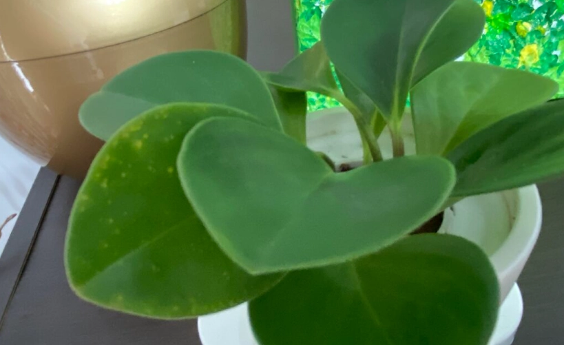 圓葉椒草照顧 圓葉椒草照顧