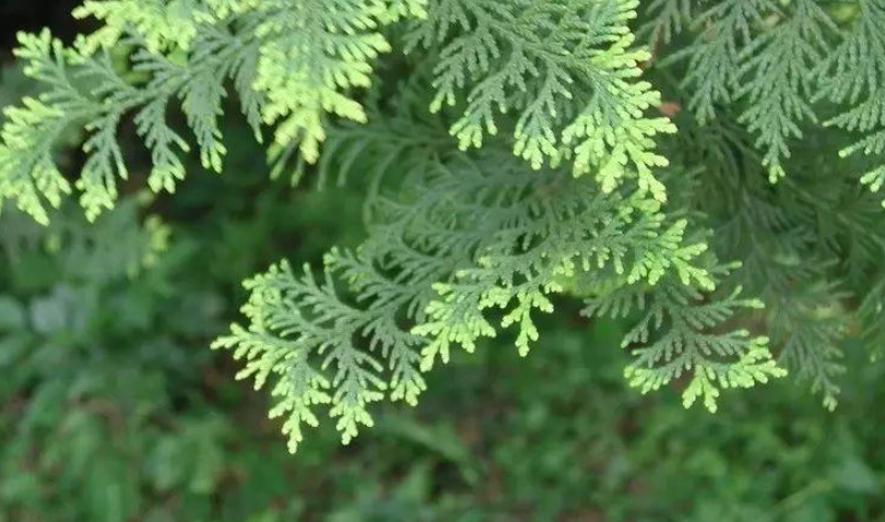 柏樹葉子變黃 柏樹葉子變黃