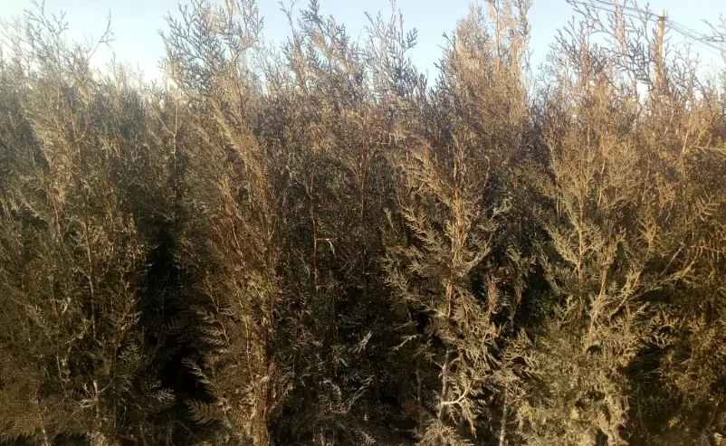 柏樹養護 柏樹養護