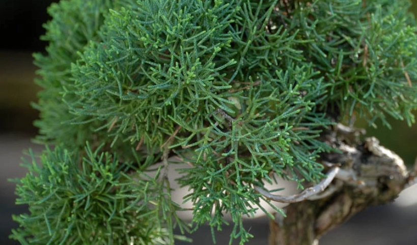 柏樹落葉 柏樹落葉