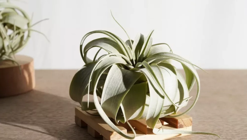 空氣草照顧 空氣草照顧