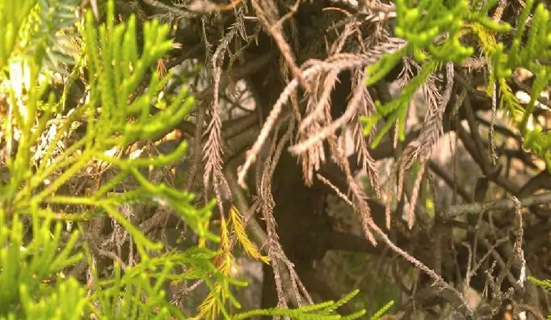 柏樹落葉 柏樹落葉