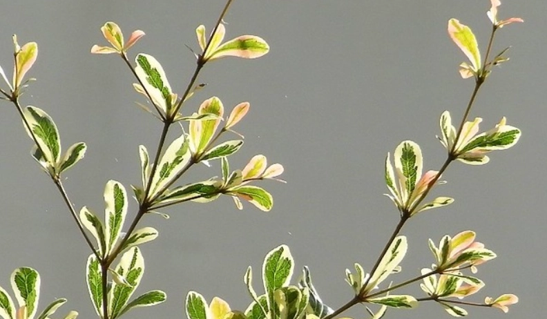 錦葉欖仁 照顧 錦葉欖仁 照顧