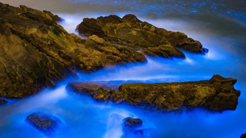 藍眼淚觀賞地點