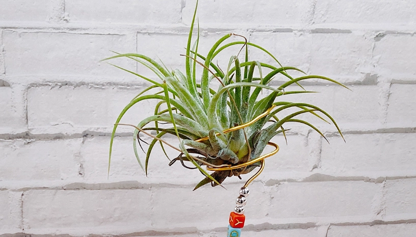 空氣草種植 空氣草種植