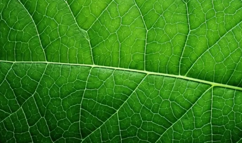 植物葉子結構
