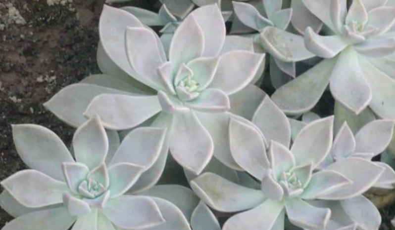 風車草屬多肉照顧