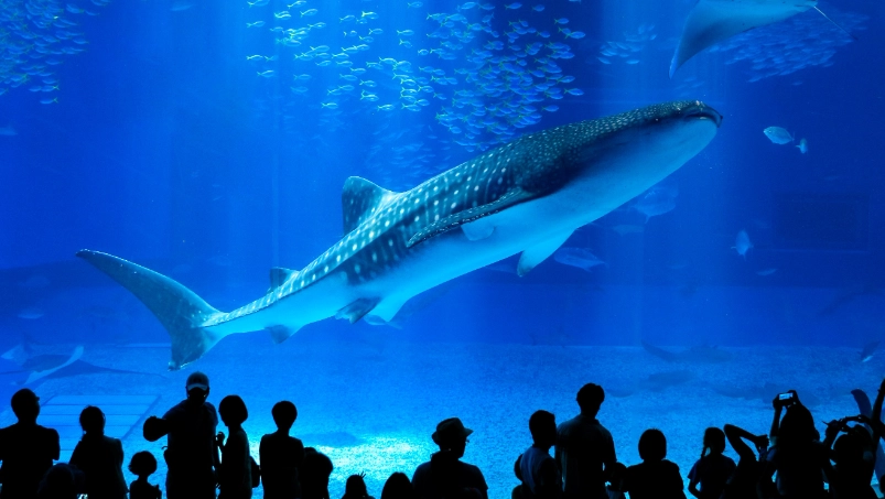 沖繩親子自由行