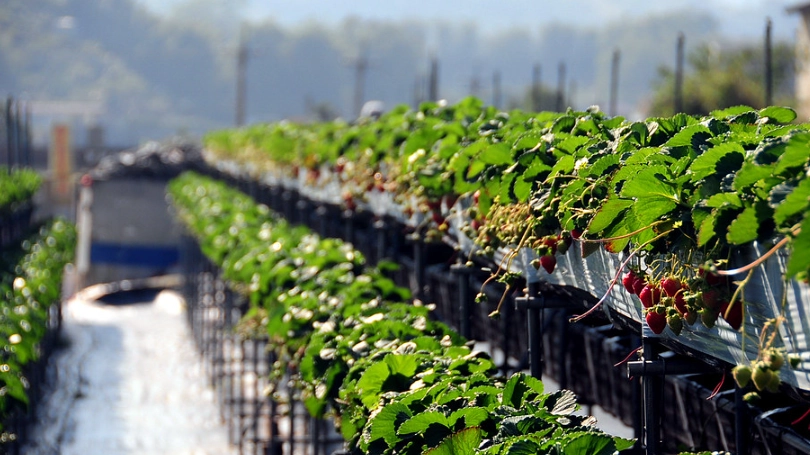 四湖草莓園