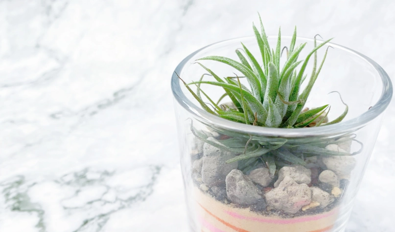 空氣草照顧 空氣草照顧