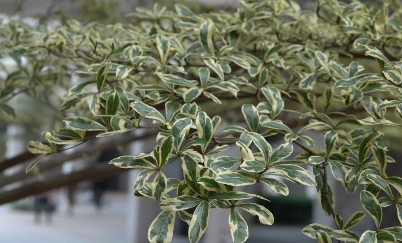 錦葉欖仁 照顧 錦葉欖仁 照顧