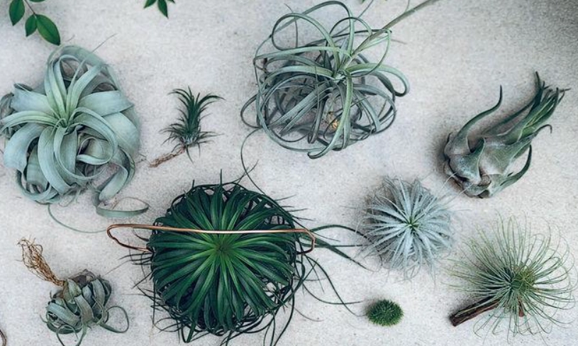 空氣草養護 空氣草養護