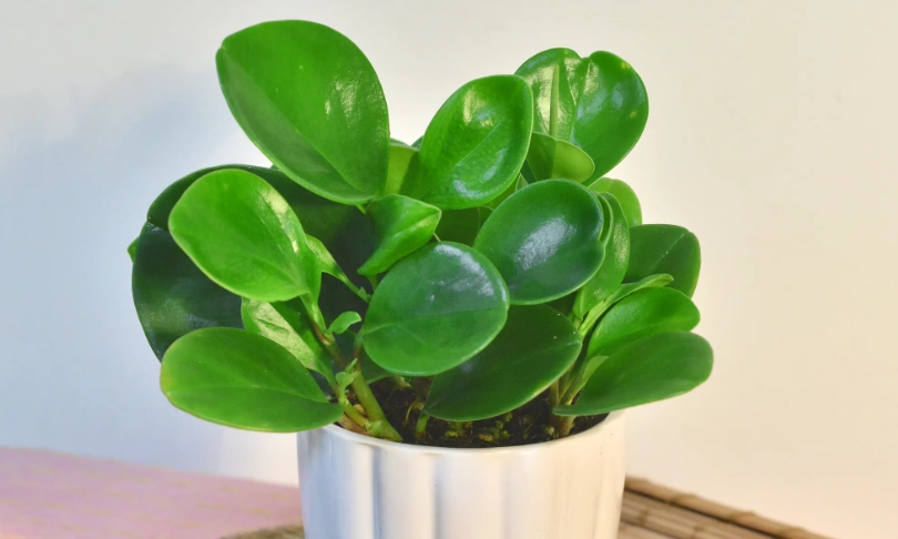 圓葉椒草修剪 圓葉椒草修剪