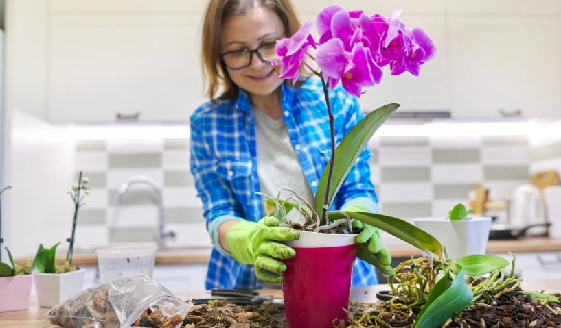 新手蘭花推薦 新手蘭花推薦