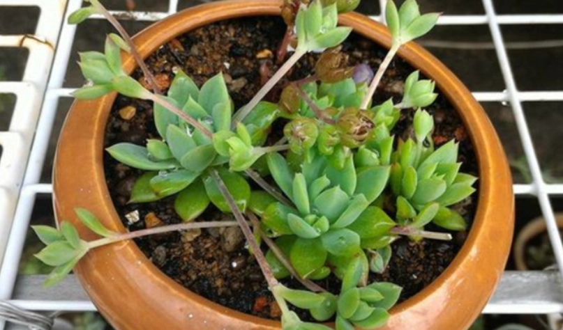 風車草屬多肉照顧