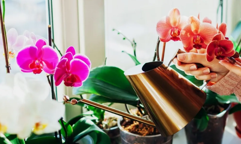 蘭花澆水方法 蘭花澆水方法