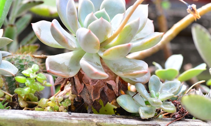 石蓮花葉子變黃處理