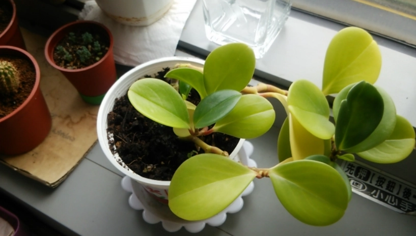 圓葉椒草修剪 圓葉椒草修剪